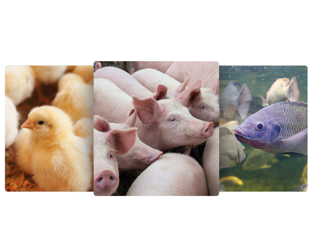 Laboratório e Especialistas