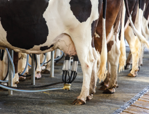 Solução nutricional auxilia na redução da mastite, um dos desafios mais complexos das propriedades leiteiras