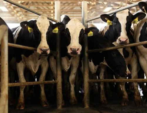 Estresse térmico afeta vacas leiteiras durante todo ano, reduzindo produtividade e longevidade