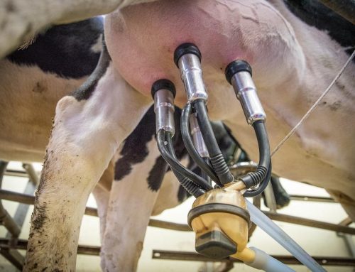 Síndrome do Intestino Hemorrágico prejudica vacas leiteiras e pode levá-las à morte