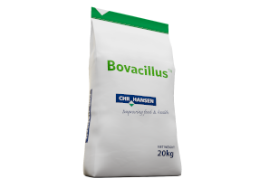 Bovacillus